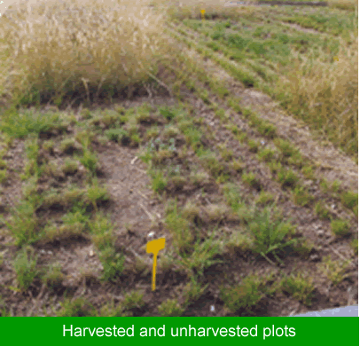Harvested and unharvested plots
