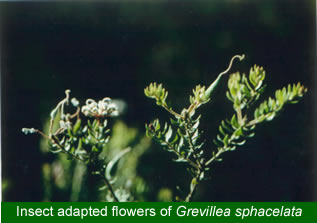 Bee adapted Grevillea sphacelata