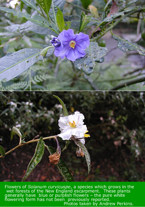 Solanum flowers